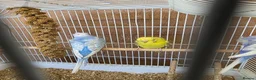 Budgerigars birds for sale: Hago Helicopter Baby Budgies - Advert 2