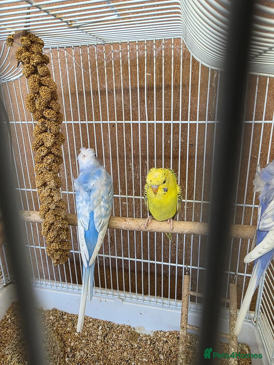 Budgerigars birds for sale: Hago Helicopter Baby Budgies - Advert 2
