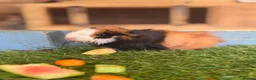 Guinea Pig rodents for sale: 2 male guinea pigs - Advert 6