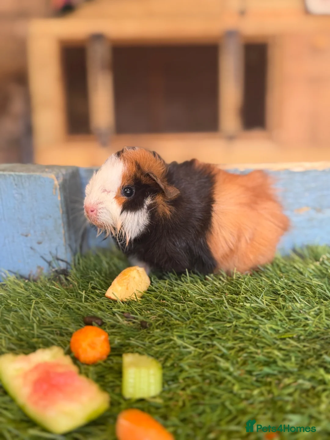 Guinea Pig rodents for sale: 2 male guinea pigs - Advert 6