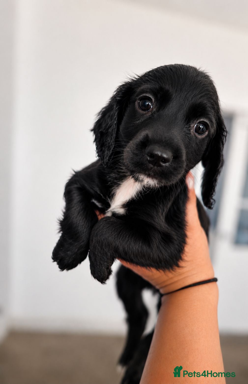 Cocker Spaniel dogs Last female Cocker Spaniel - REDUCED🐾  - Advert 1