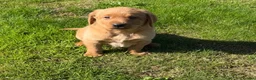 Labrador Retriever dogs for sale: Stunning fox Red Labrador pup - Advert 12