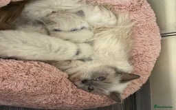 Ragdoll cats for sale: Stunning Bluepoint Ragdoll Kittens for sale - Image 3