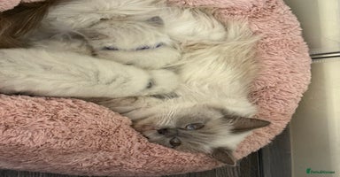 Ragdoll cats - Advert 3