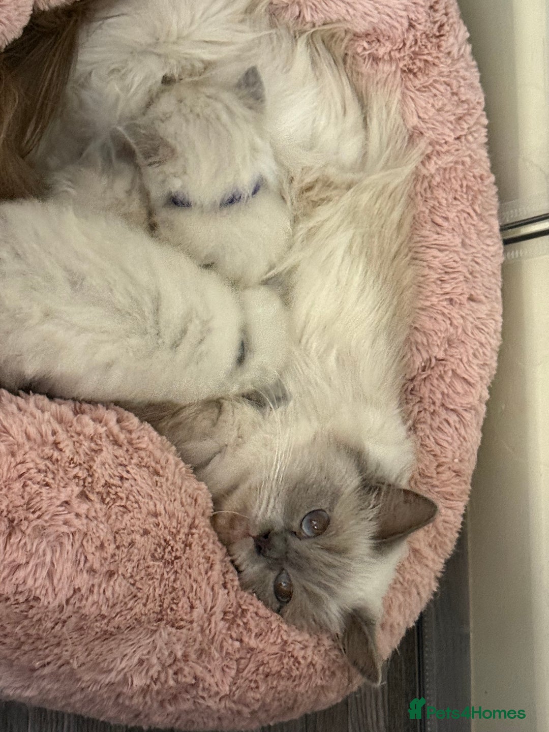 Ragdoll cats for sale: Stunning Bluepoint Ragdoll Kittens for sale - Image 3