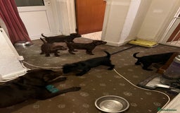 Labrador Retriever dogs for sale: Labrador Puppies  - Image 20
