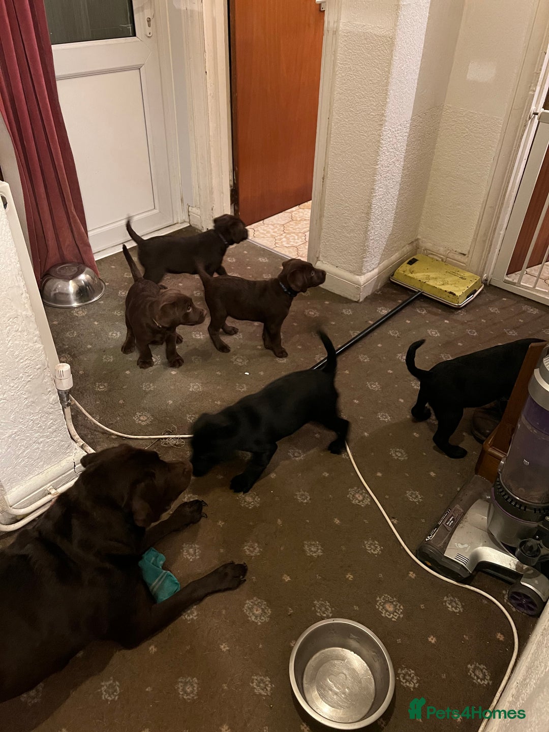 Labrador Retriever dogs for sale: Labrador Puppies  - Image 20