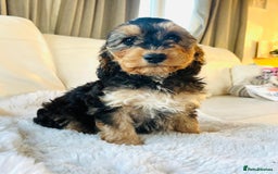 Cockapoo dogs for sale: 🔥Stunning F1 Cockapoo Puppies🔥 - Advert 4