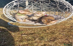 Bengal cats for sale: 3 Gorgeous Bengals kittens 😻😻❤️❤️❤️ - Image 27