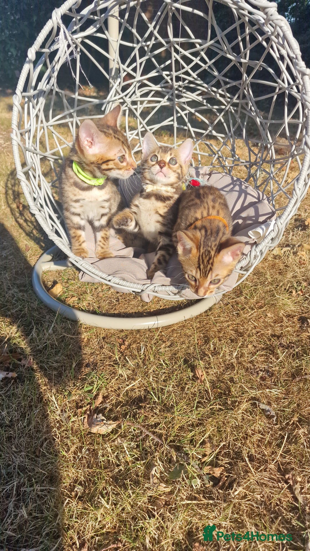 Bengal cats for sale: 3 Gorgeous Bengals kittens 😻😻❤️❤️❤️ - Image 27