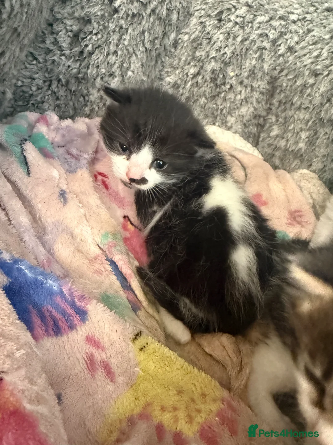 Mixed Breed cats for sale: Mixed kittens  in Lincoln - Advert 1