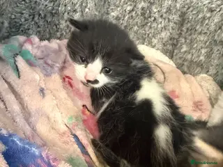 Mixed Breed cats Mixed kittens - Advert 12