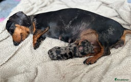 Miniature Dachshund dogs for sale: 1 boy left beautiful silver dapple boys  - Image 18