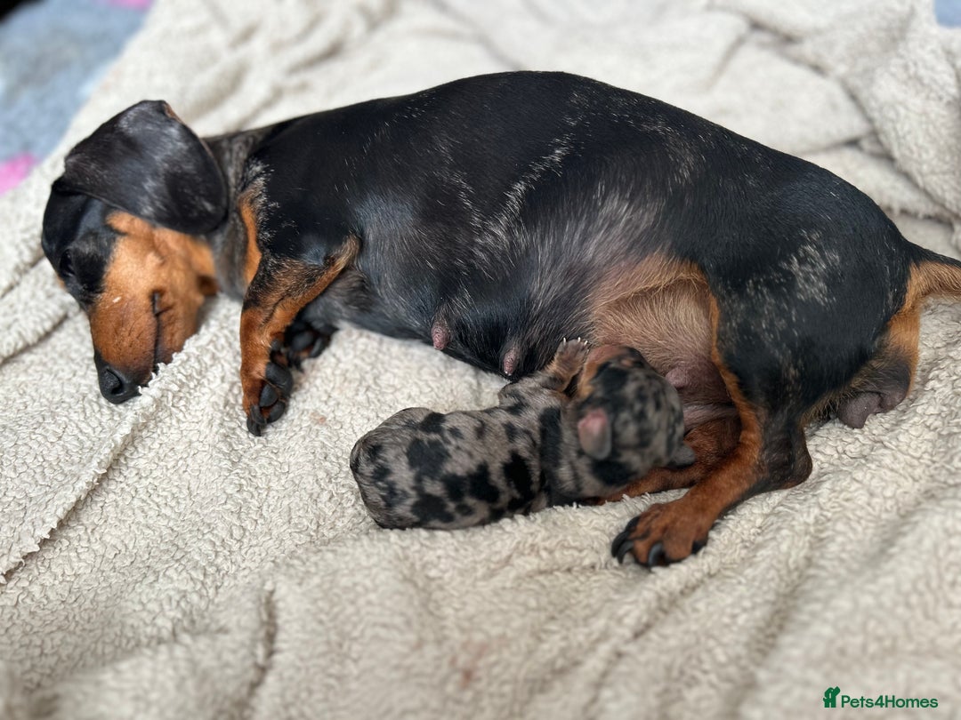 Miniature Dachshund dogs for sale: 1 boy left beautiful silver dapple boys  - Image 18