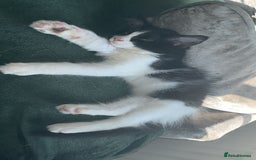 Turkish Van cats for sale: Twin boys ready to leave together  - Image 4