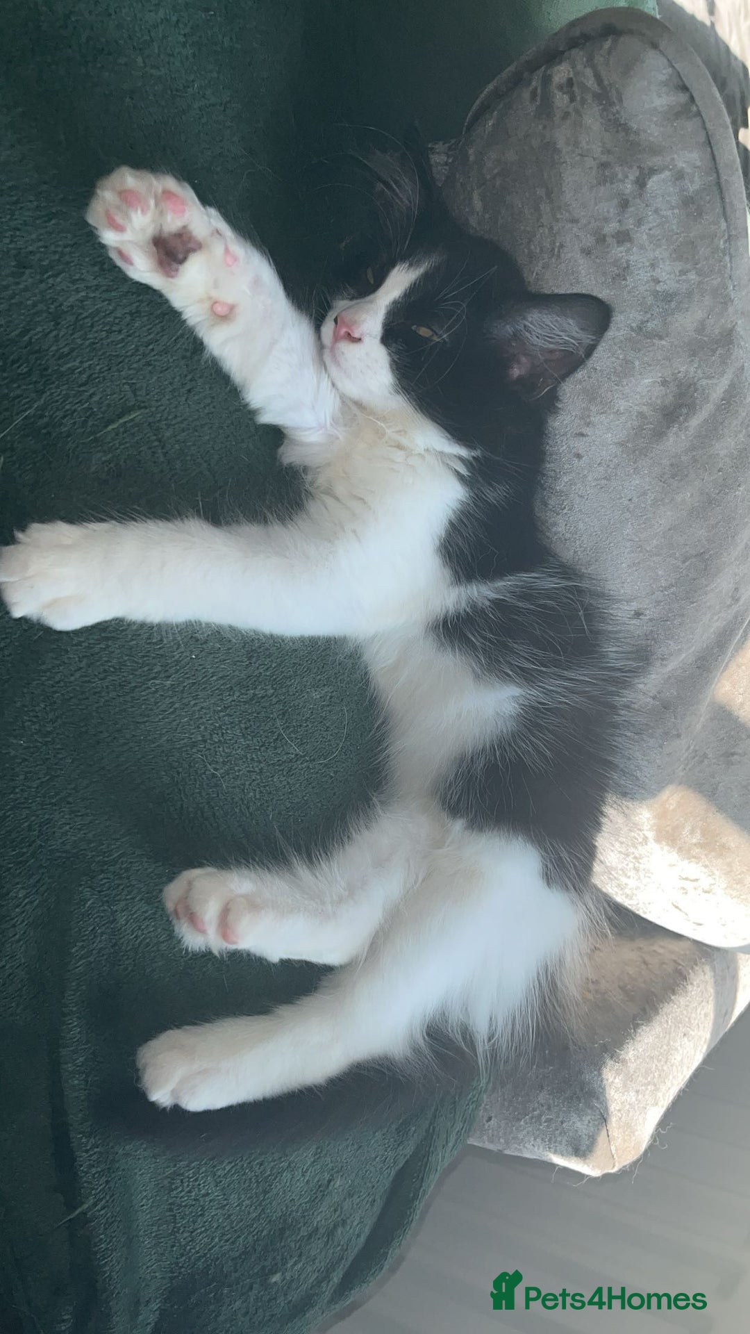 Turkish Van cats for sale: Twin boys ready to leave together  - Image 4