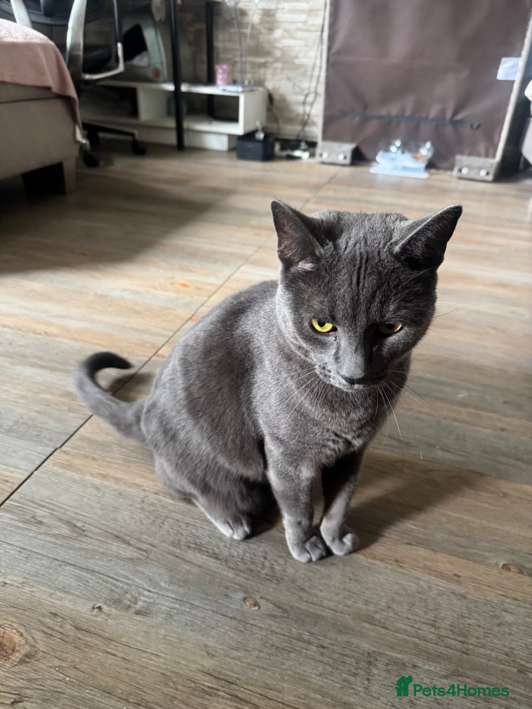 British Longhair cats for sale: British long hair Cat - Image 3