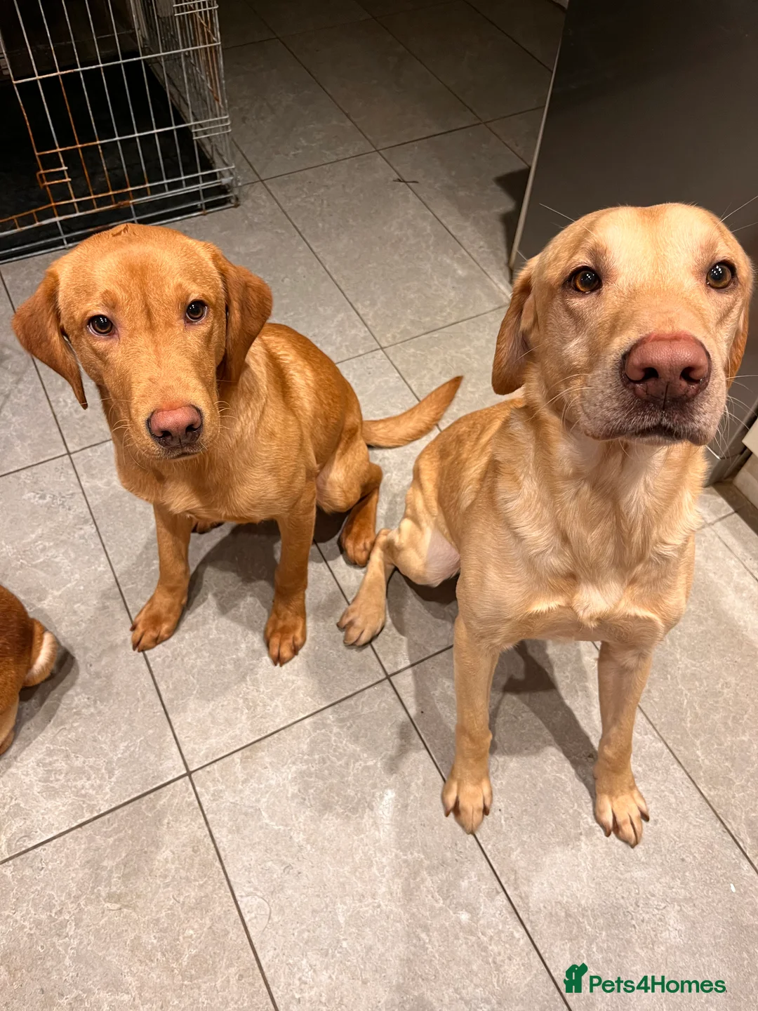 Labrador Retriever dogs for stud: PROVEN WORKING LAB STUD in Yeovil - Advert 14