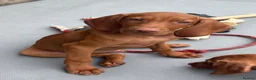 Hungarian Vizsla dogs for sale: Kc champion bred Hungarian Vizsla boy - Advert 1