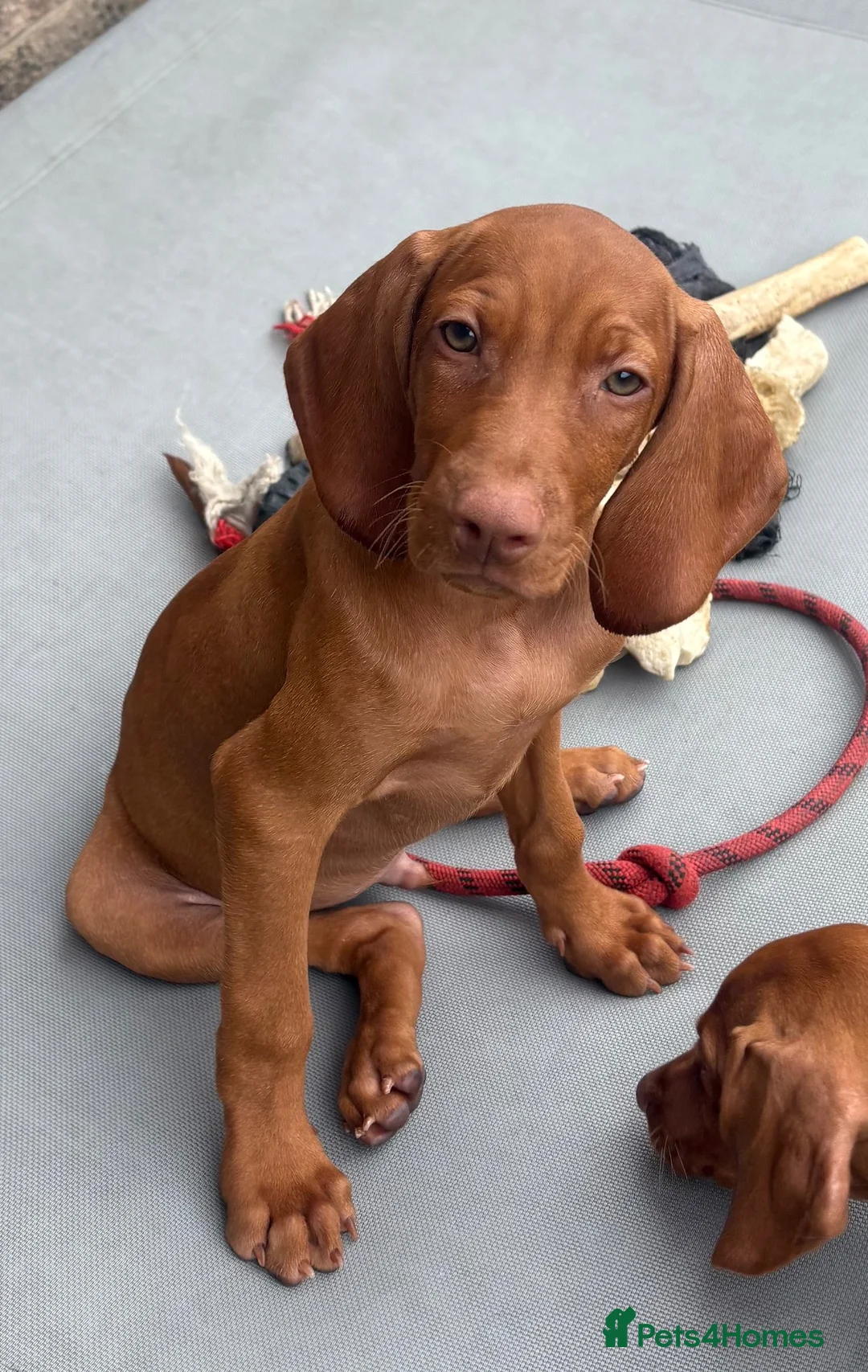Hungarian Vizsla dogs for sale: Kc champion bred Hungarian Vizsla boy - Advert 1