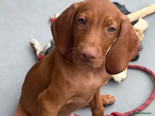 Hungarian Vizsla dogs Kc champion bred Hungarian Vizsla boy - Advert 7