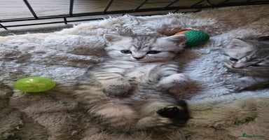 British Shorthair cats - Advert 7
