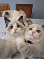 Ragdoll cats TICA Registered Ragdoll Kittens - Advert 4