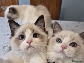 Ragdoll cats TICA Registered Ragdoll Kittens - Advert 1