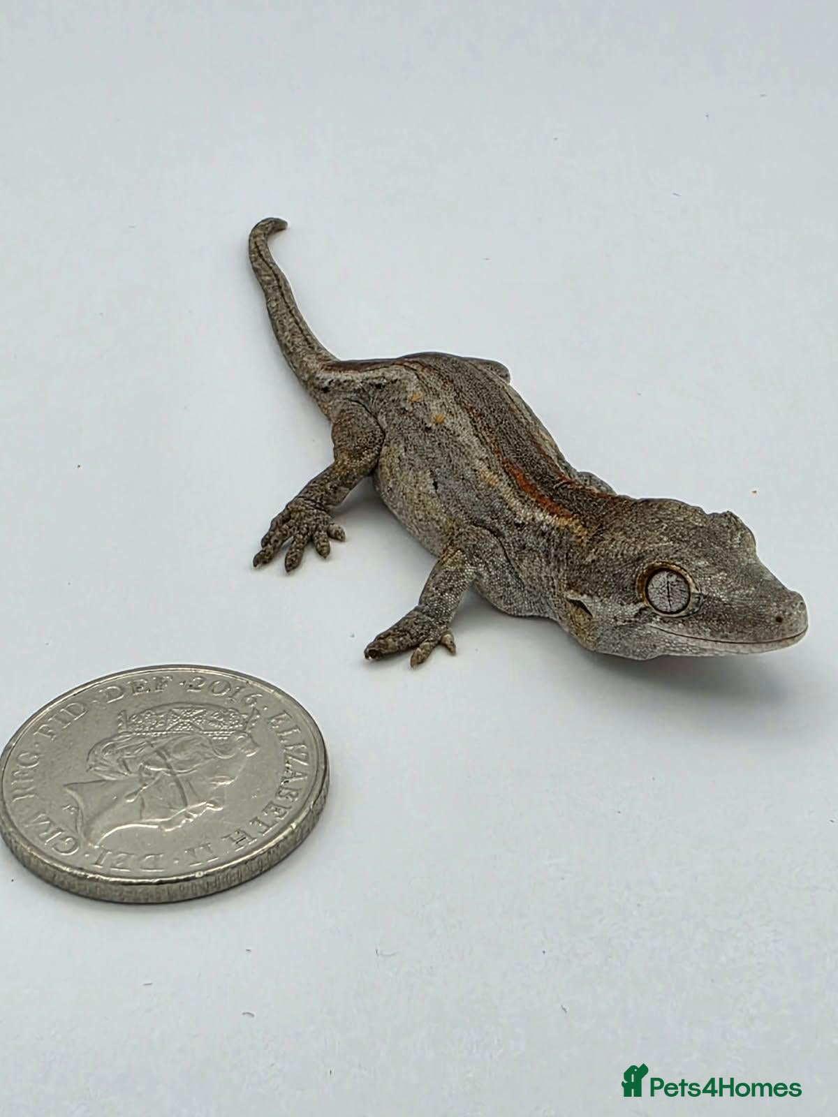 Gecko reptiles for sale: Gargoyle Gecko - Advert 1