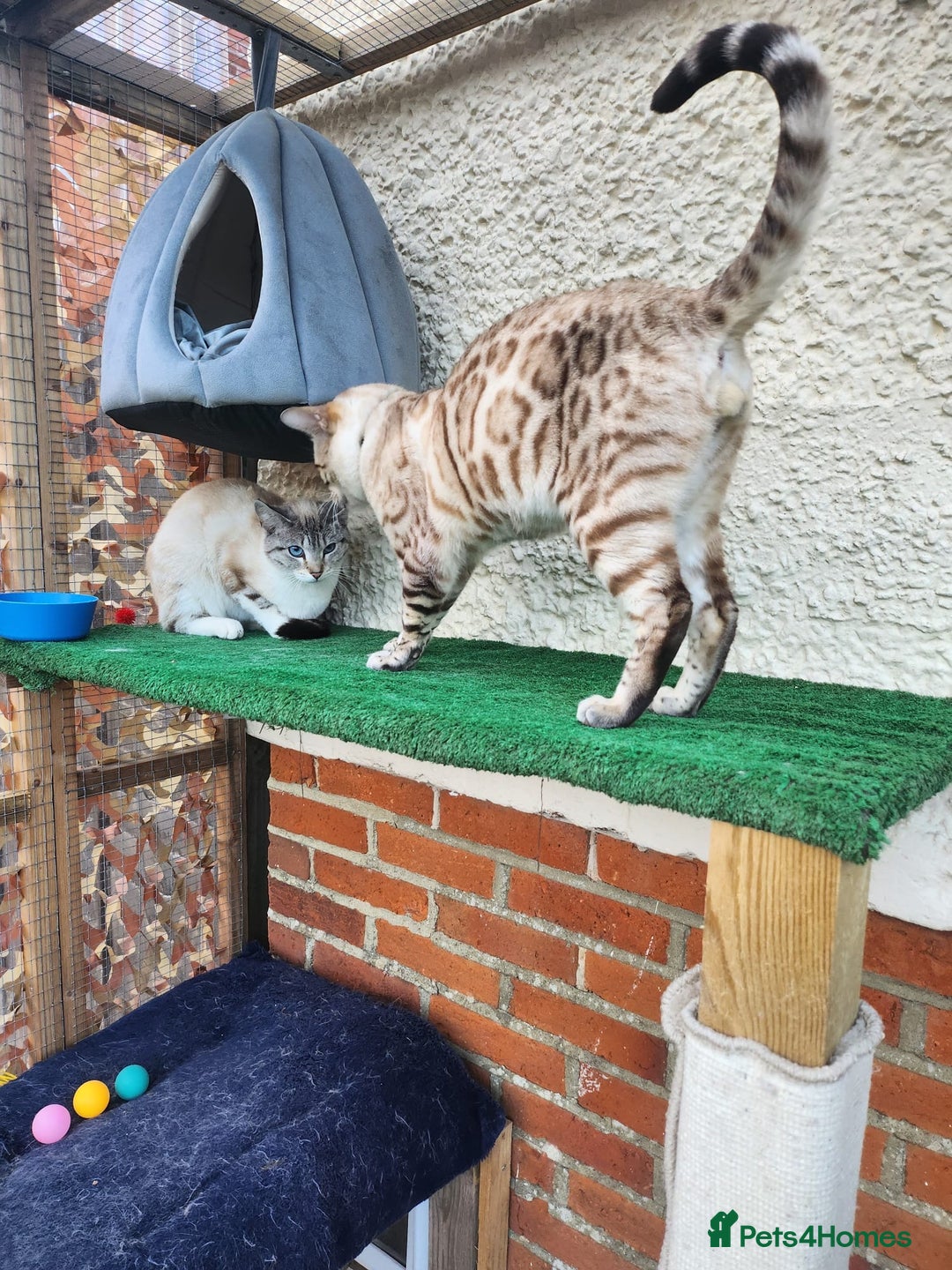 Bengal cats for sale: 7 Snow Bengal Kittens – Stunning Markings! - Image 8