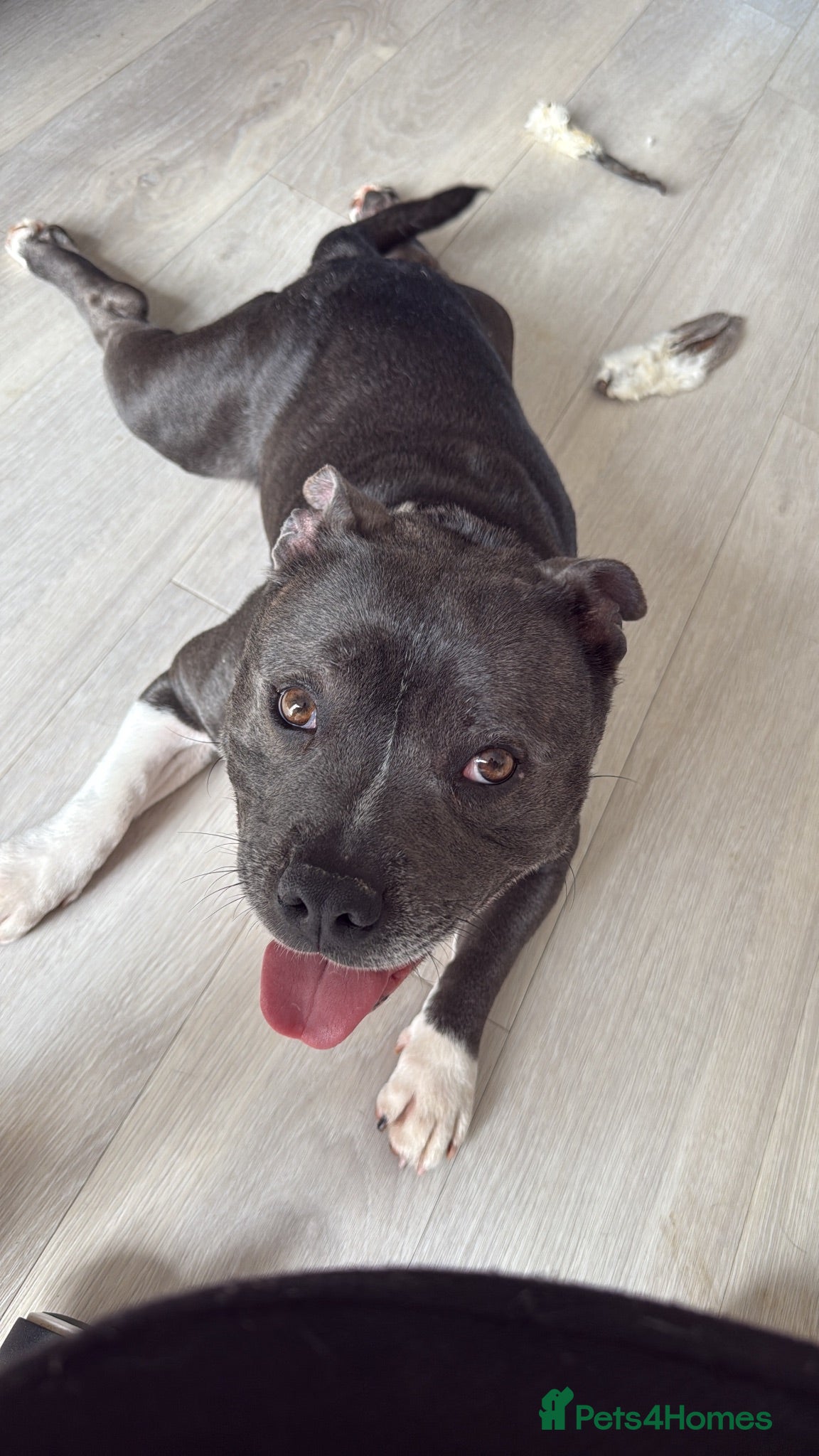 Staffordshire Bull Terrier dogs Blue staffy male needs a new home  - Advert 9
