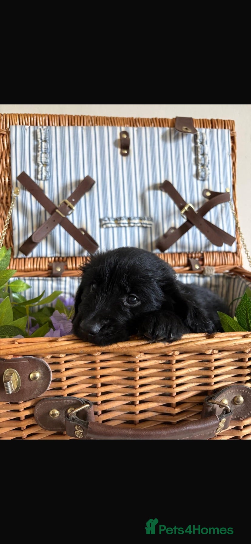 Mixed Breed dogs 10 splendid Coltriver Puppies ready to bring joy - Advert 2