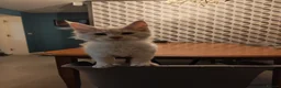 Maine Coon cats for sale: TICA registered purebred Main Coon Kittens - Advert 3