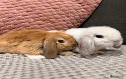 Mini Lop rabbits for sale: Beautiful mini lop rabbits for sale - Image 20