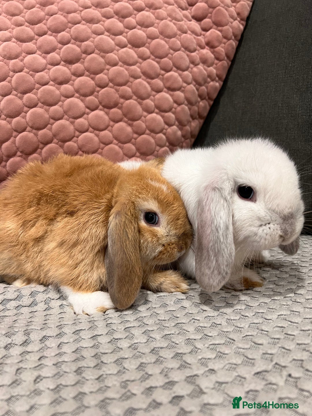 Mini Lop rabbits for sale: Beautiful mini lop rabbits for sale - Image 20