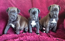 Patterjack dogs for sale: Patterjack Pups - Image 1