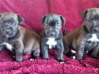 Patterjack dogs - Advert 1