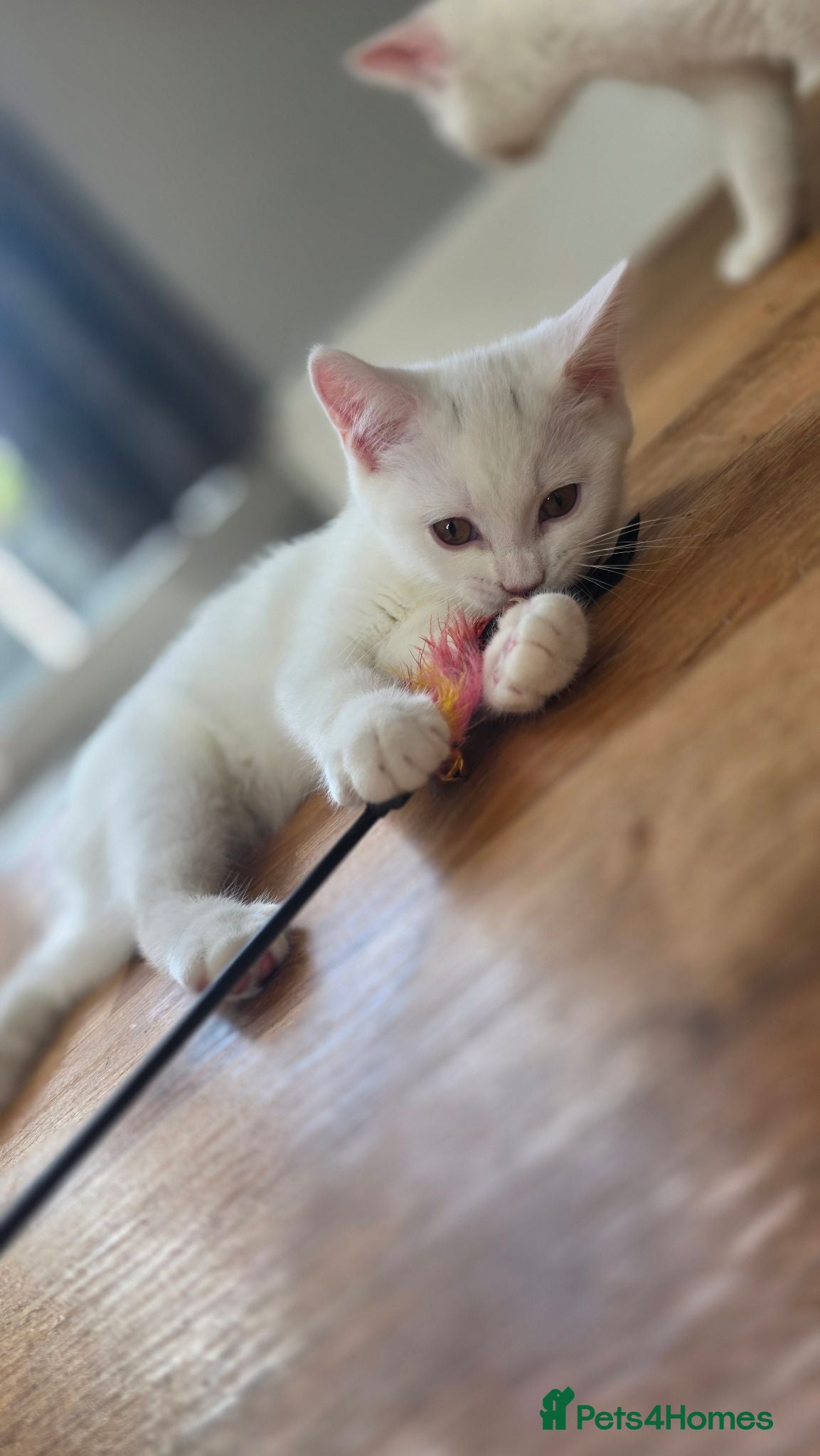British Shorthair cats Beautiful British kittens - Advert 1