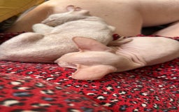 Sphynx cats for sale: Sphynx girls beautiful loving babies - Image 16