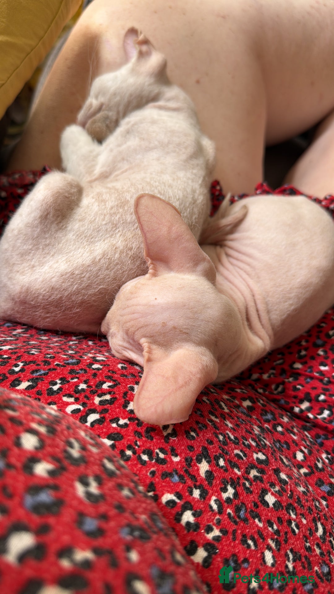 Sphynx cats for sale: Sphynx girls beautiful loving babies - Image 16