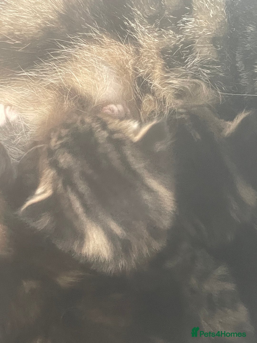 Bengal cats for sale: Part bengal kittens  - Image 17