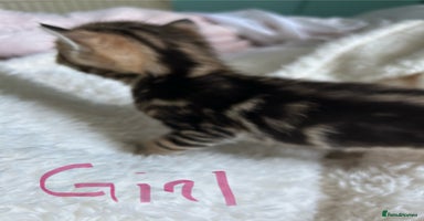 Domestic Shorthair cats - Advert 13