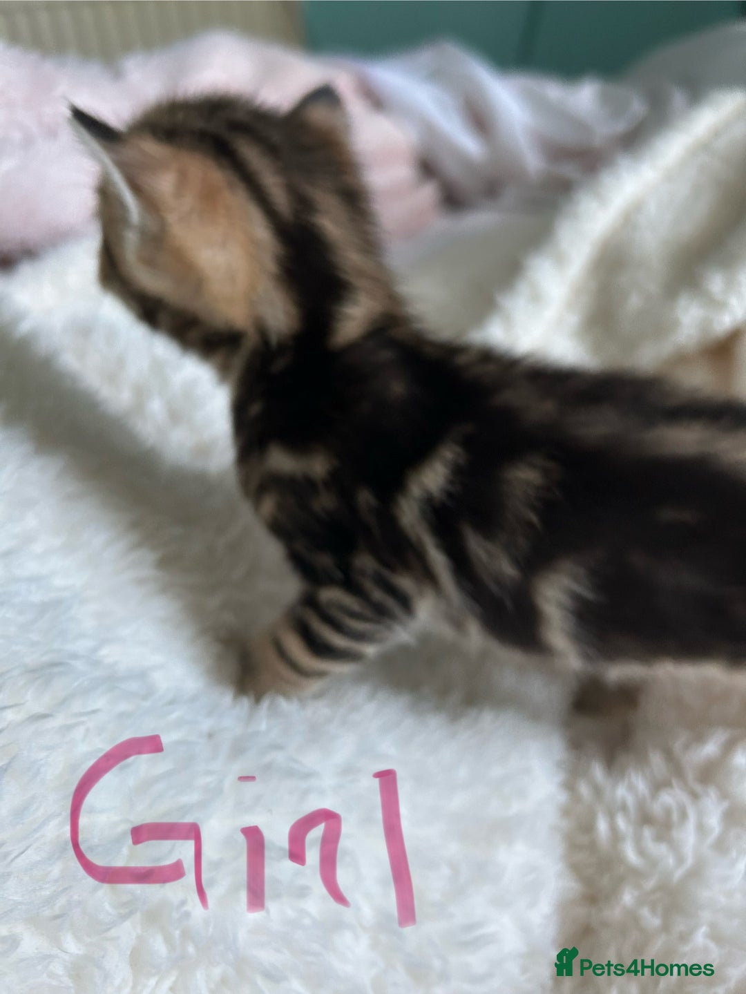 Domestic Shorthair cats for sale: Domestic beautiful kittens  - Image 3