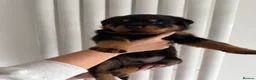 Rottweiler dogs for sale: Beautiful German bloodline Rottweiler puppies - Advert 14