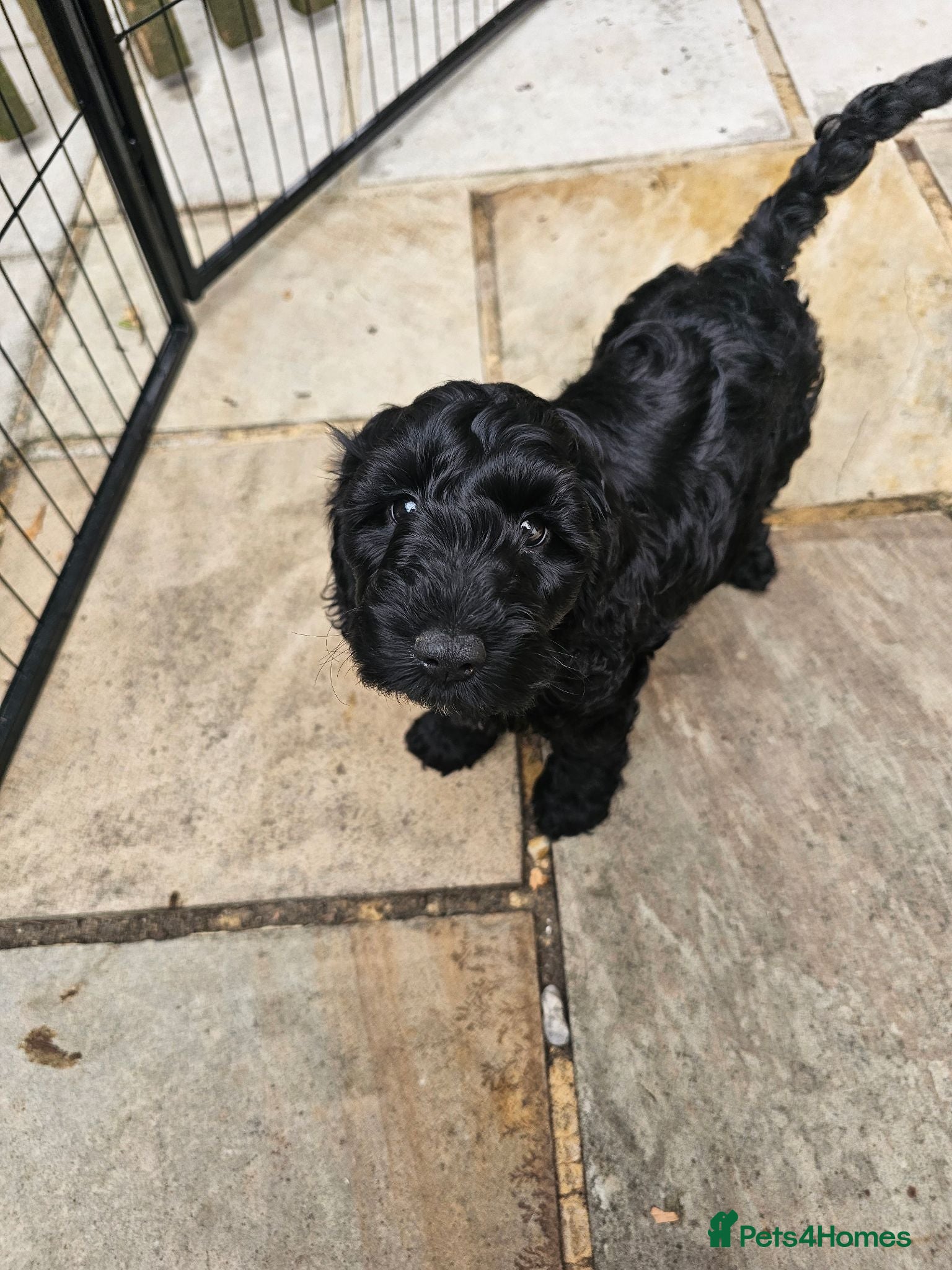 Cockapoo dogs Beautiful Cockapoo puppies *2 girls left* - Advert 7