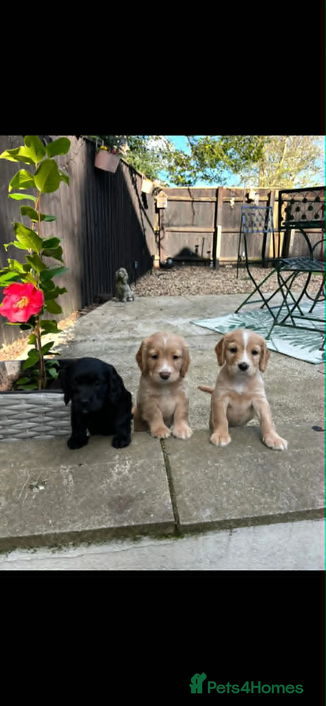 Cocker Spaniel dogs for stud: Working Cocker.DNA clear FN,PRA,AMS,PP.Dorset - Advert 10