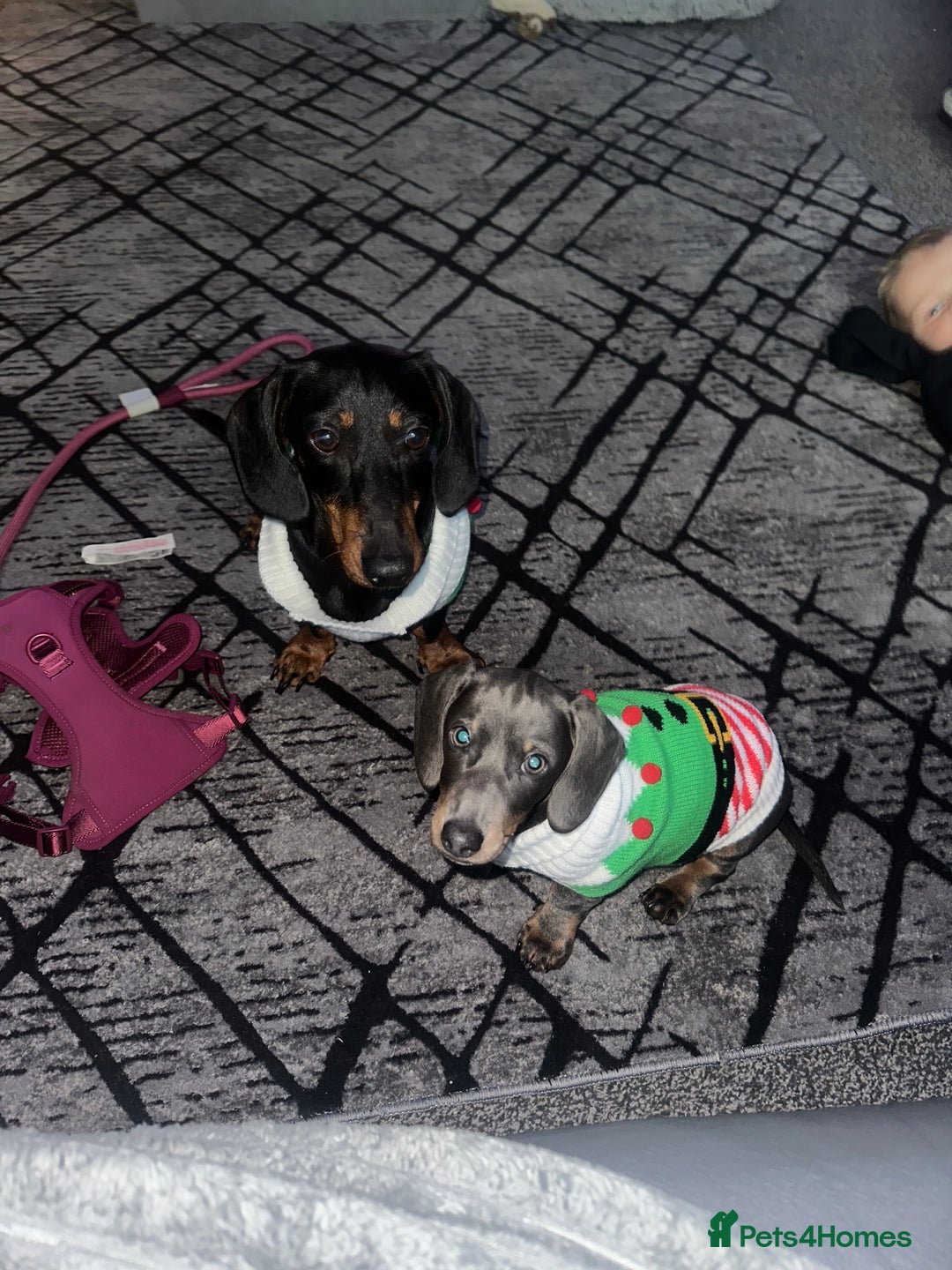 Miniature Dachshund dogs for sale: Miniature Dachshund - Advert 3
