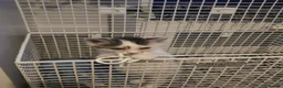 Mixed Breed cats for sale: FREE Orphan kitten in Birmingham - Advert 2