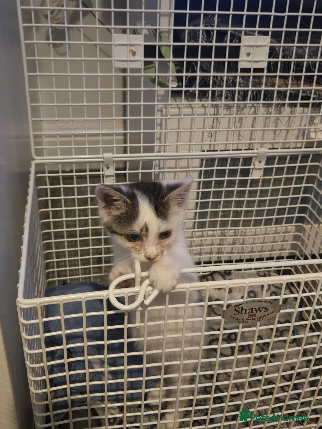 Mixed Breed cats for sale: FREE Orphan kitten in Birmingham - Advert 2
