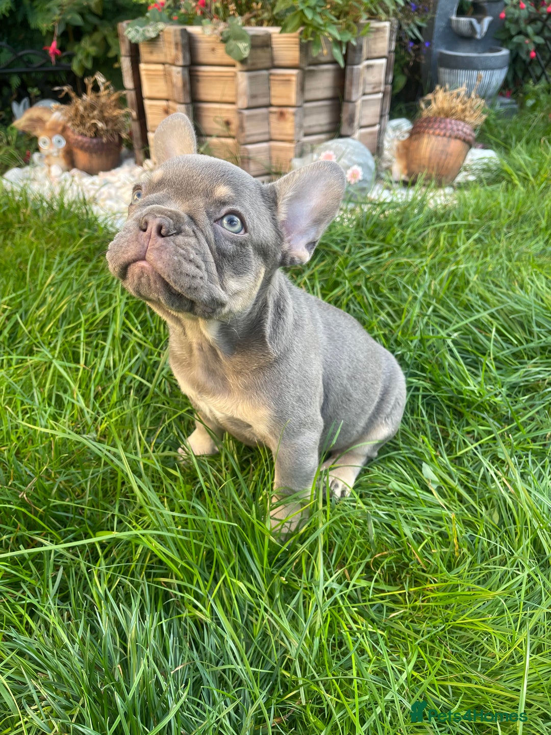 French Bulldog dogs for sale: KC registered french bulldogs  - Image 10